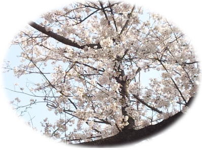 image of Cherry blossoms：桜の花